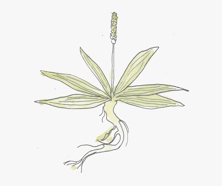 Plantain - Illustration, HD Png Download