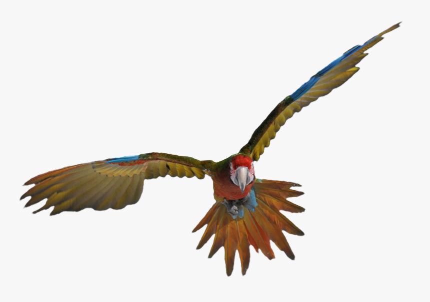 Seagulls Flying Png, Transparent Png