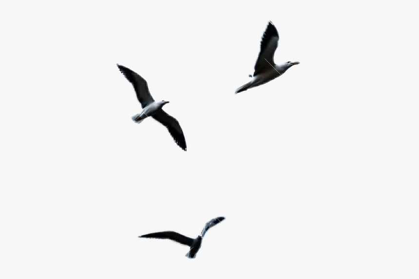 #ftestickers #seagull #flying - Gaviotas En Cielo, HD Png Download