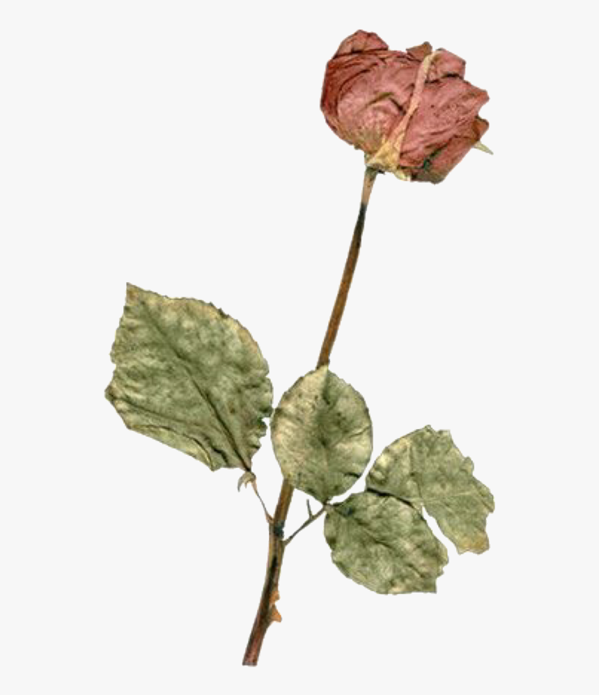 Flower, Flowers, And Overlay Image - Art Hoe Flowers Png, Transparent Png
