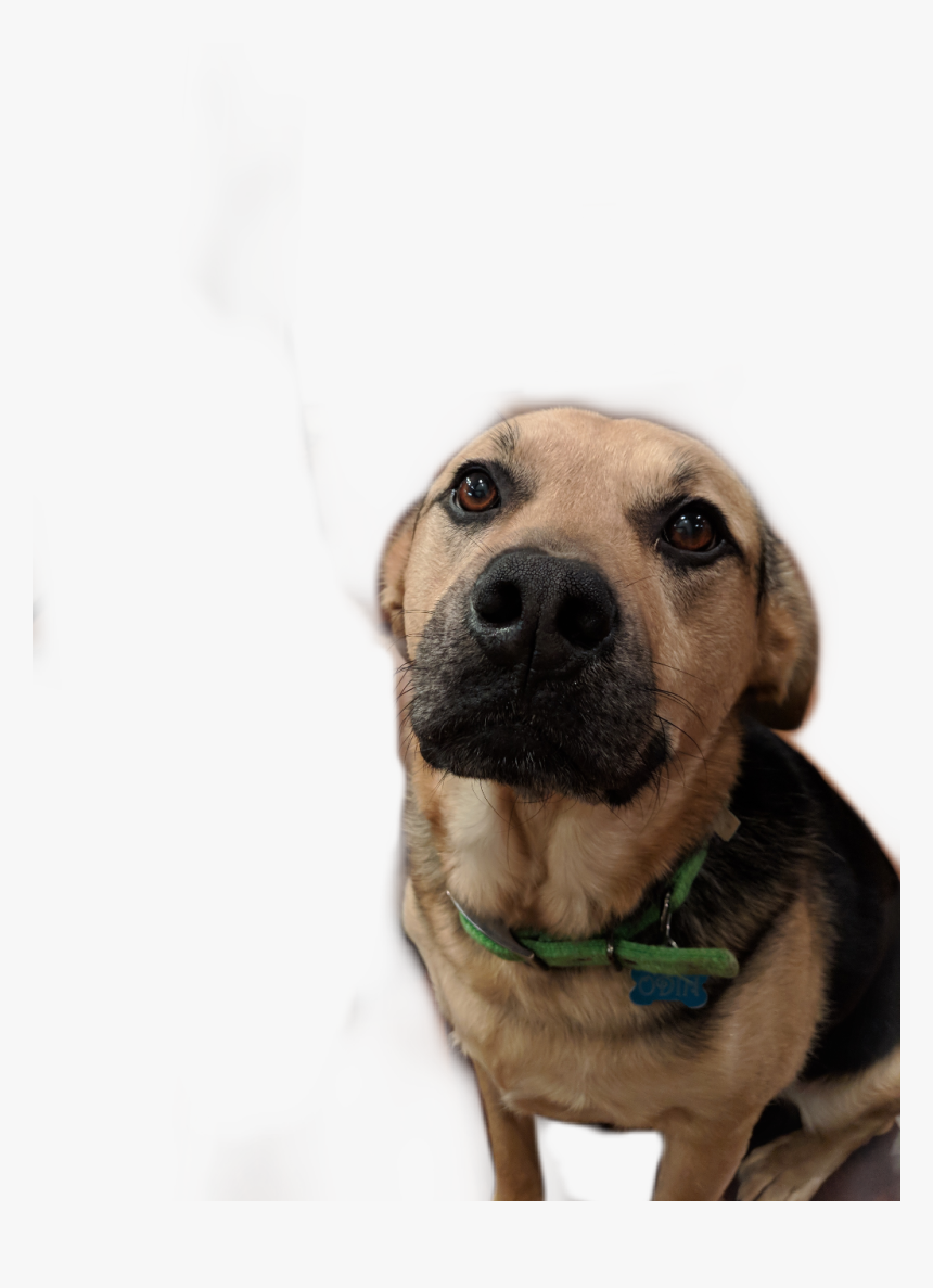 #odie - Labrador Retriever, HD Png Download