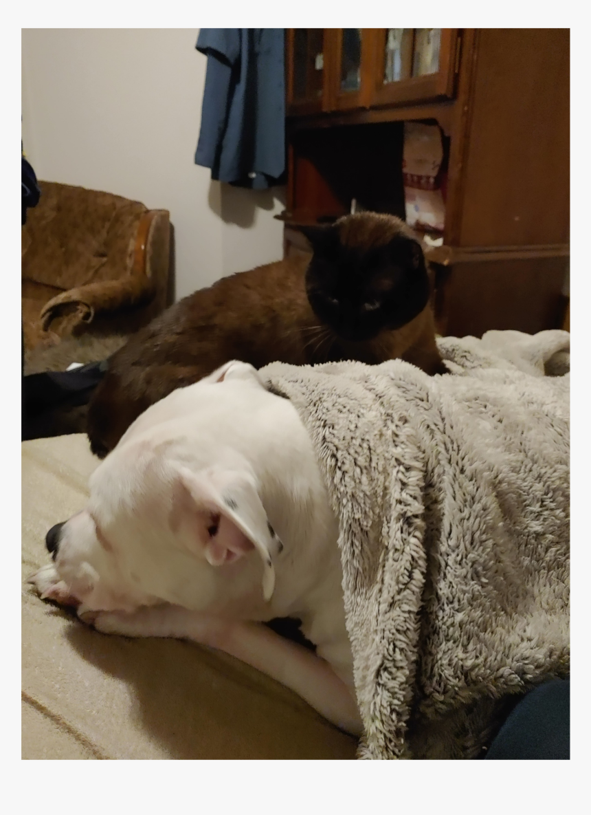 Odie Png, Transparent Png