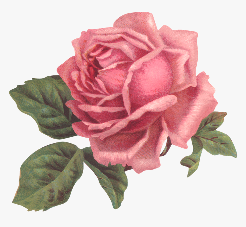 Garden Roses Flower Pink Floral Design - Pink Rose Transparent, HD Png Download