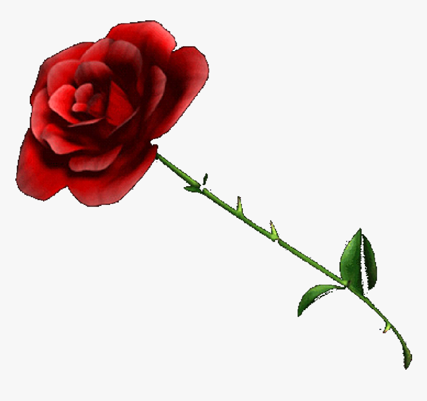 Rose - Rose With No Background, HD Png Download
