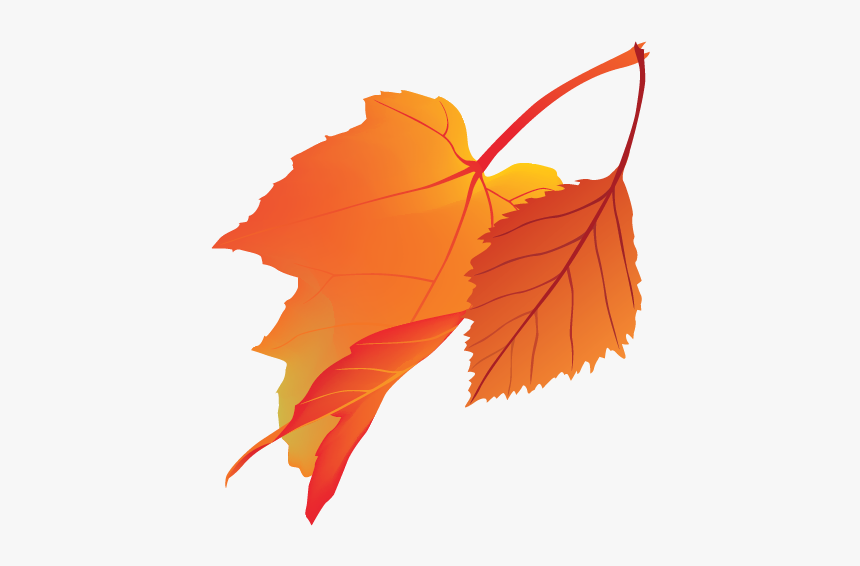 Maple Leaf, HD Png Download