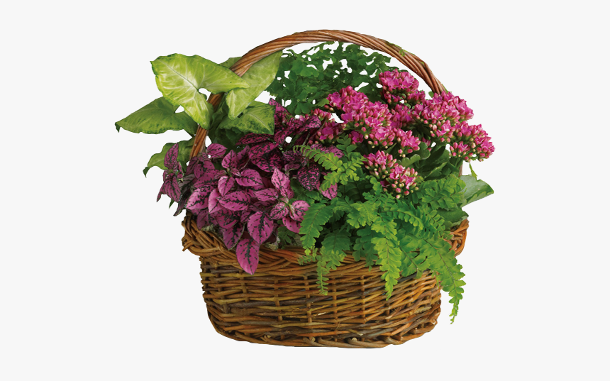 Kompozycje W Koszach Z Kwiatów Doniczkowych, HD Png Download
