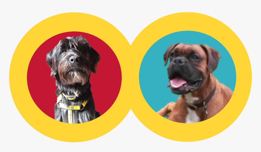 Boxer, HD Png Download