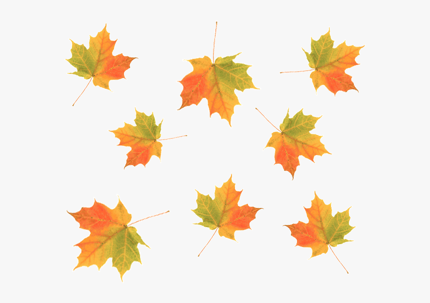 Cascading Maple Fall Leaves, HD Png Download