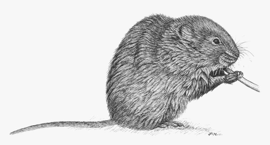 Transparent Rata Png - Rata De Agua Dibujo, Png Download