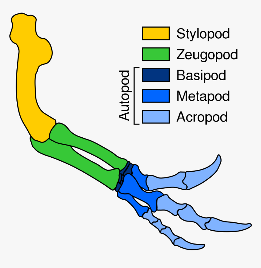 Metapod Png, Transparent Png