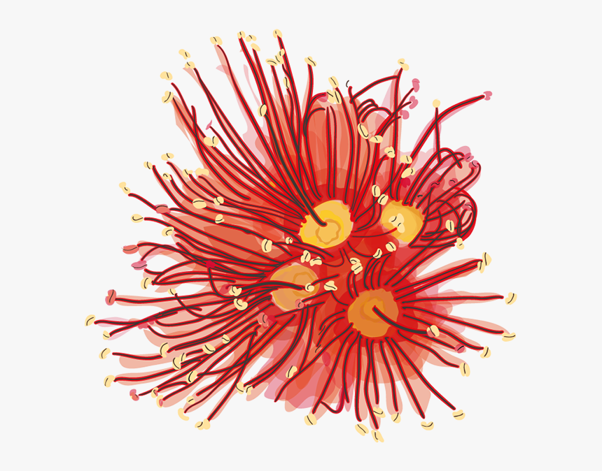 Rata Flower Png, Transparent Png