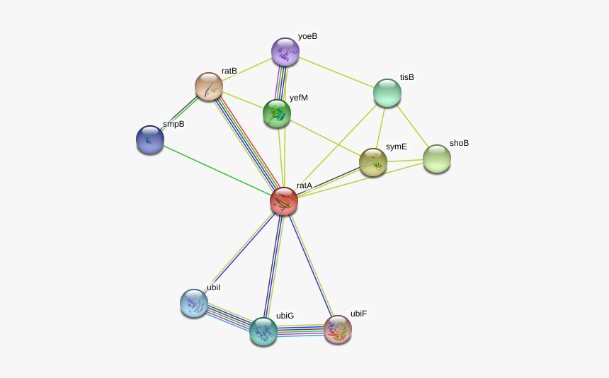 Rata Protein, HD Png Download