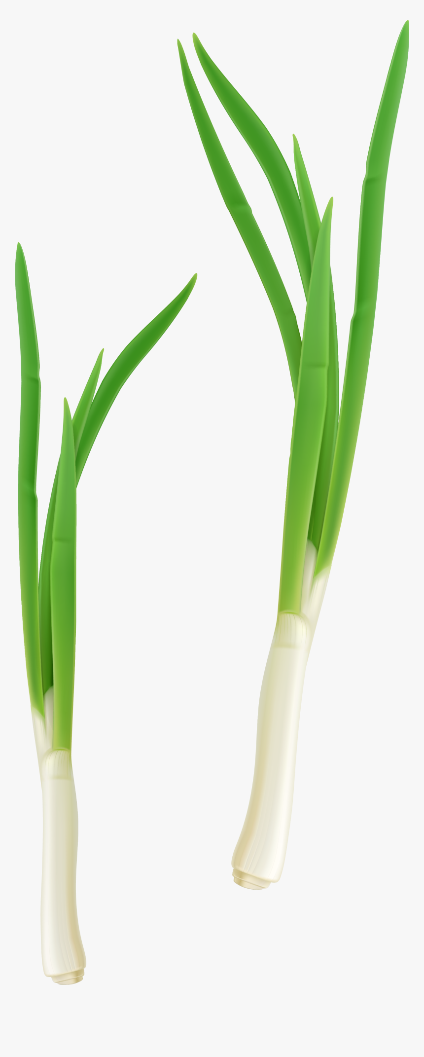 Green Vegetables Png - Cebolla Planta Png, Transparent Png