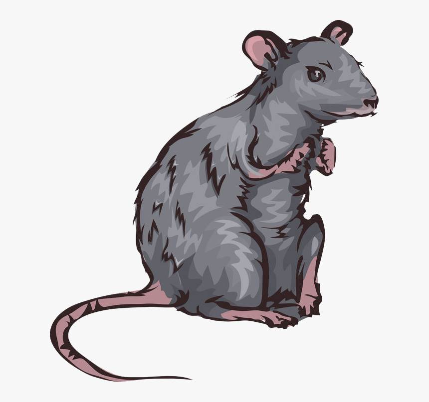 Rato Ilustração, HD Png Download