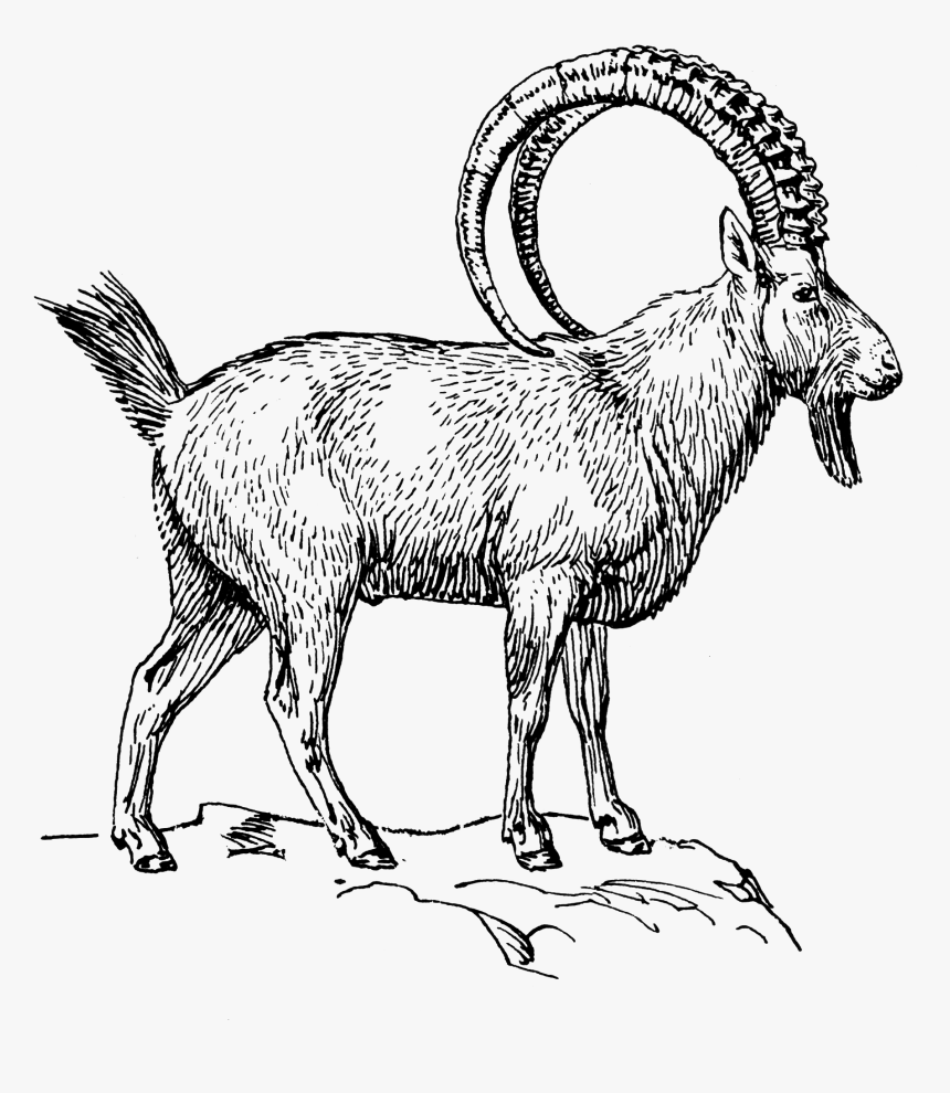 Goat 2 - Ibex Clipart Black And White, HD Png Download
