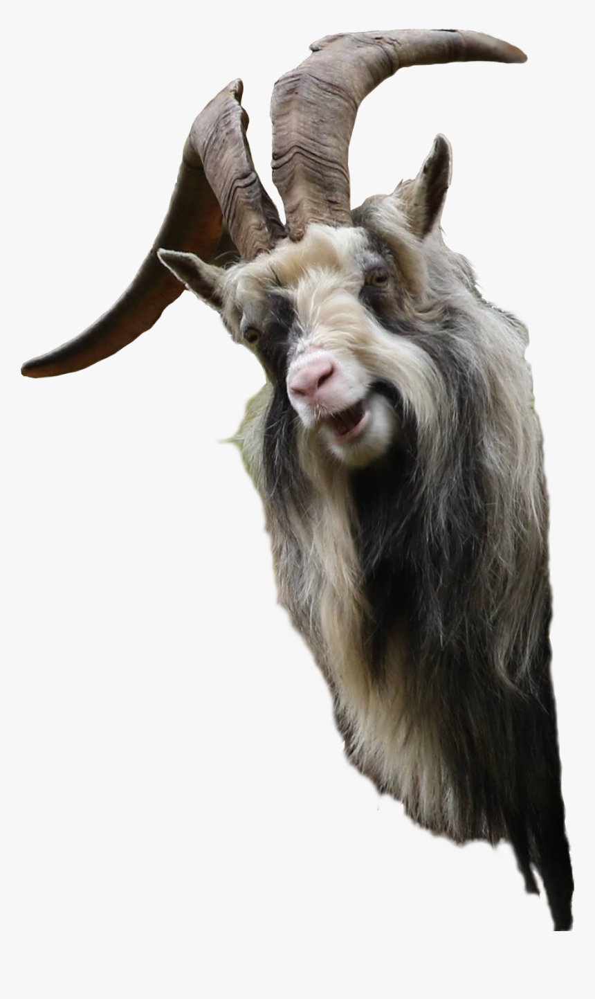 Clip Art Funny Looking Goat - Transparent Goat Funny, HD Png Download