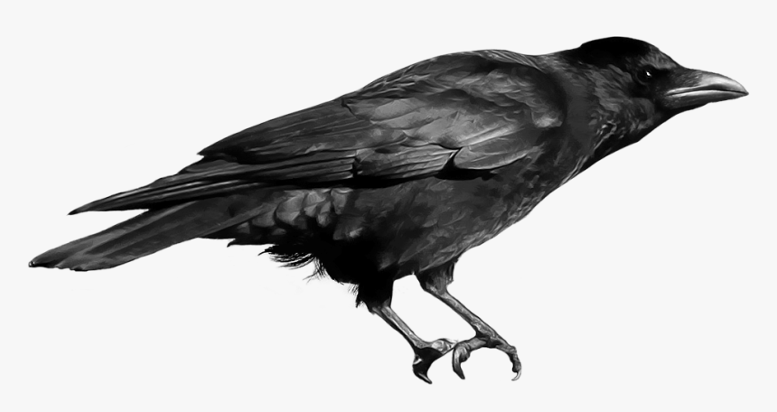 Transparent Diego Barrueco Png - Crow Png File, Png Download
