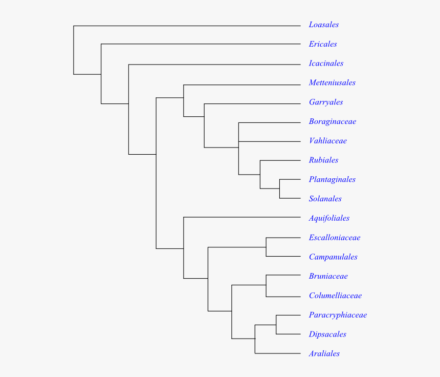 Cyperaceae Filogenia, HD Png Download