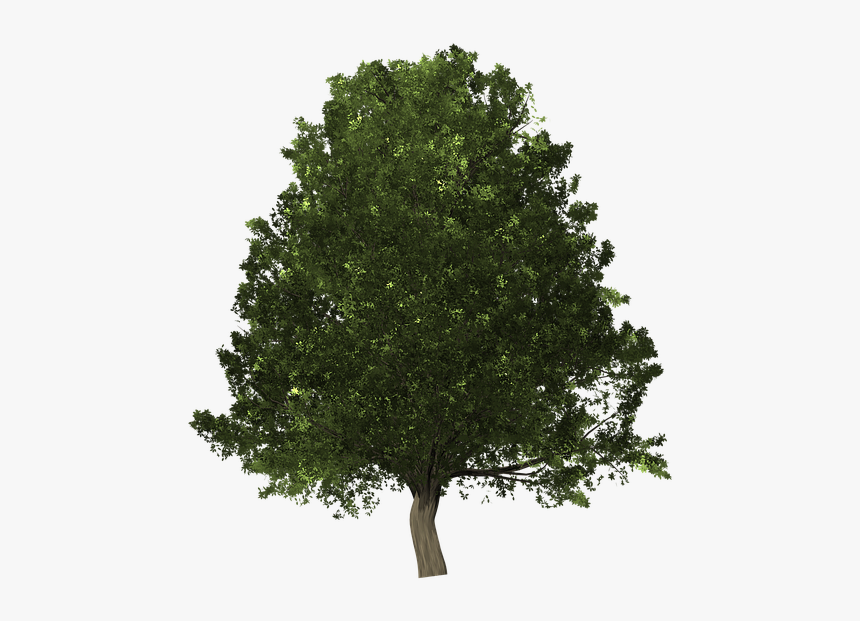 Scarlet Oak Png, Transparent Png
