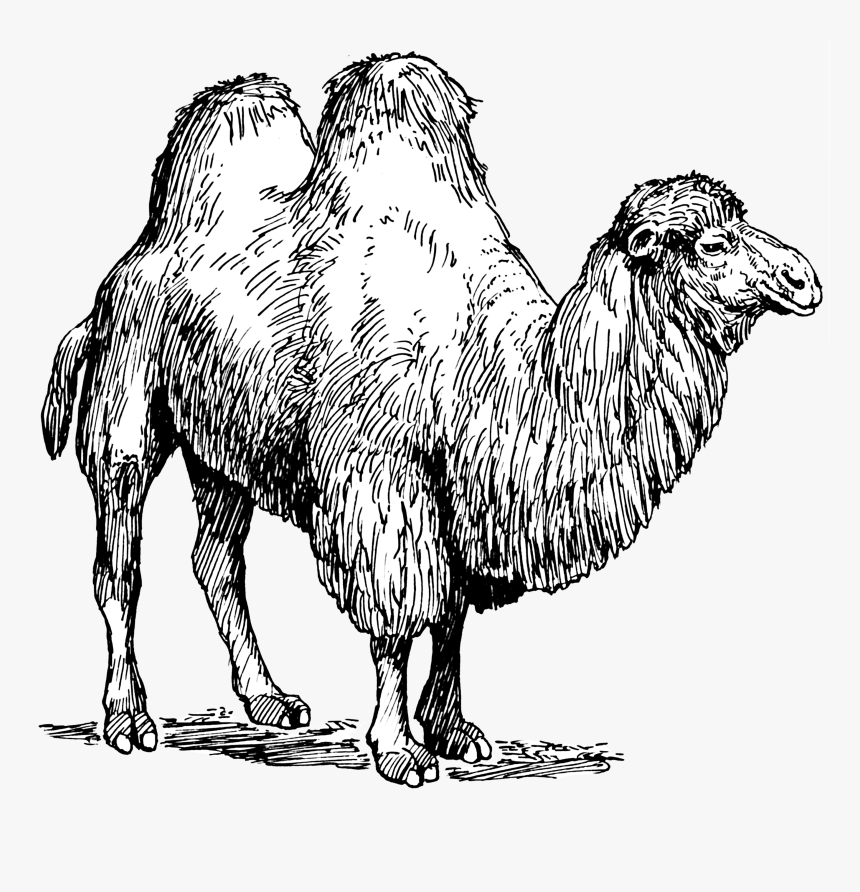 Camels Png Camel Transparent - Types Of Animal Fibres, Png Download
