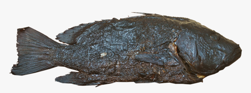 Gulf Flounder, HD Png Download