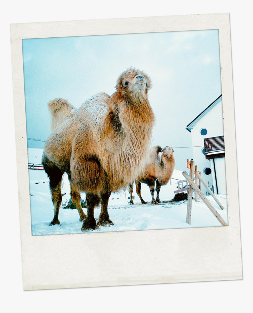 Polaro#01 - Camel, HD Png Download