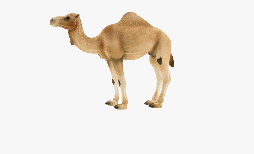 schleich camel