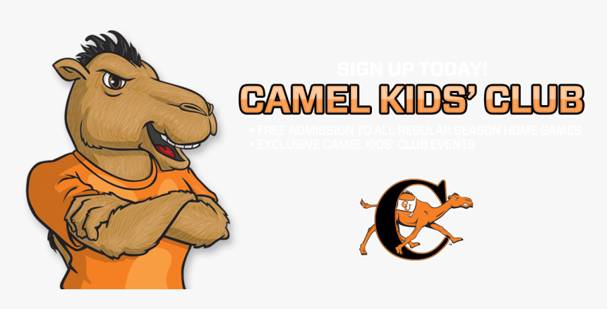 Campbell Fighting Camels And Lady Camels , Png Download, Transparent Png