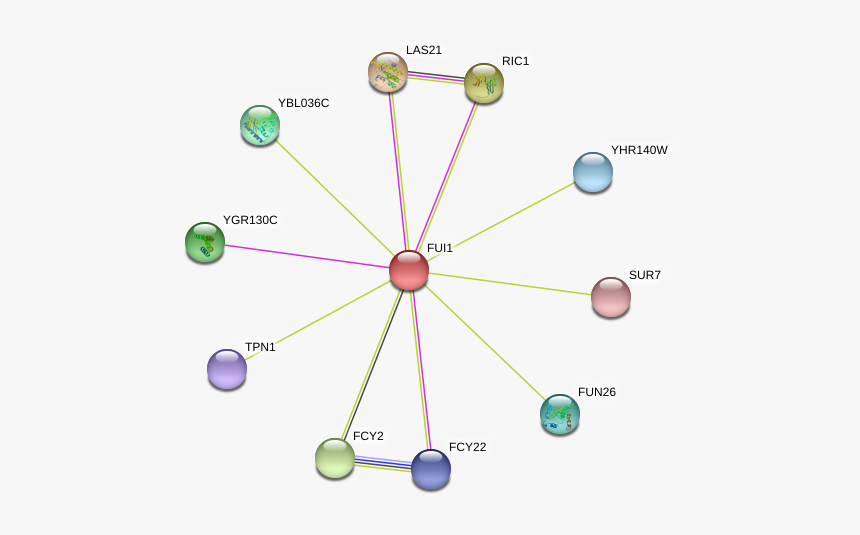 Fui1 Protein, HD Png Download
