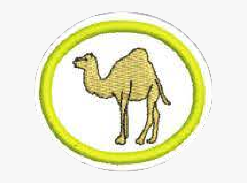 Arabian Camel, HD Png Download