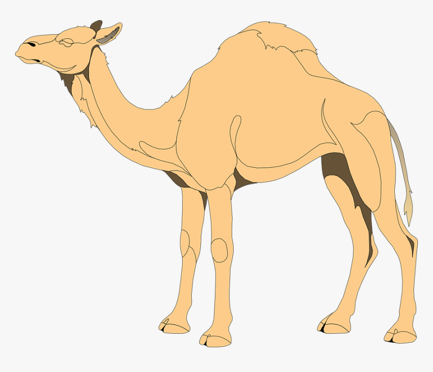 Camels Drawing Eye Huge Freebie Download For Powerpoint - Camels Clip Art, HD Png Download