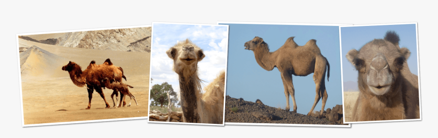 Great Gobi Kids Corner - Wild Bactrian Camel, HD Png Download