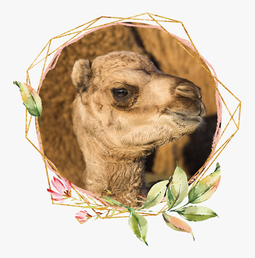 Arabian Camel, HD Png Download