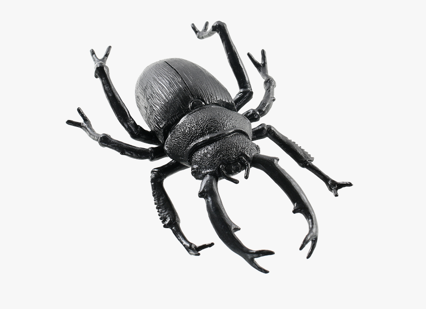 Animals Png Images - Dung Beetle, Transparent Png