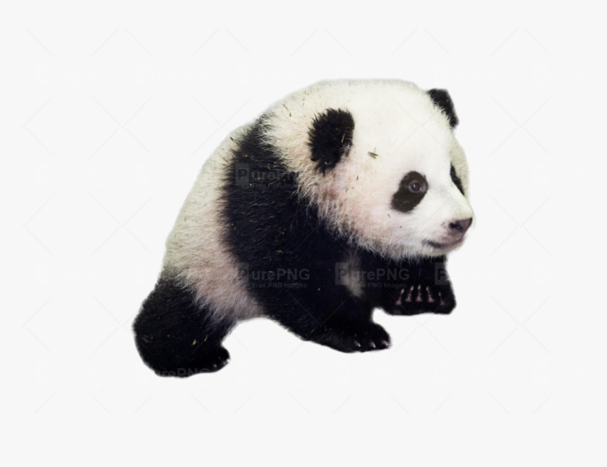 Giant Panda Png - Baby Panda Good Morning Panda, Transparent Png