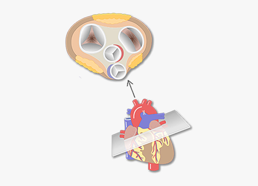 4 Heart Valves Cartoon View, HD Png Download