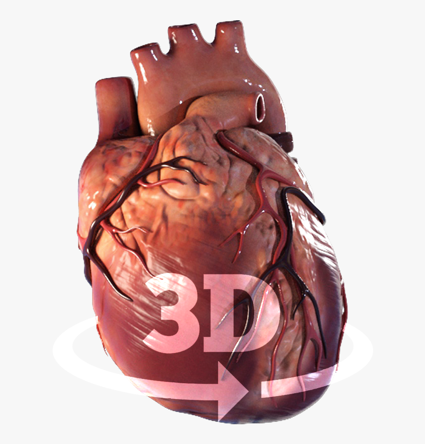 Portfolio - Chocolate, HD Png Download