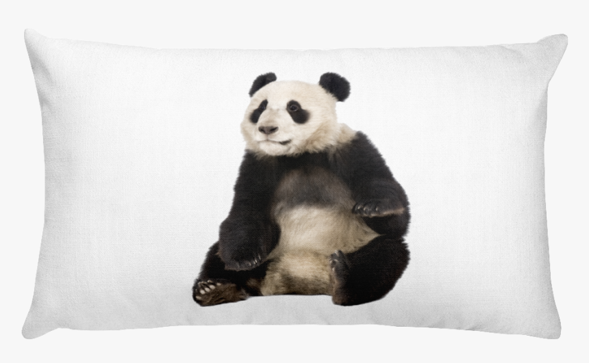 Class Lazyload Lazyload Mirage Cloudzoom Featured Image - Giant Panda Sitting, HD Png Download