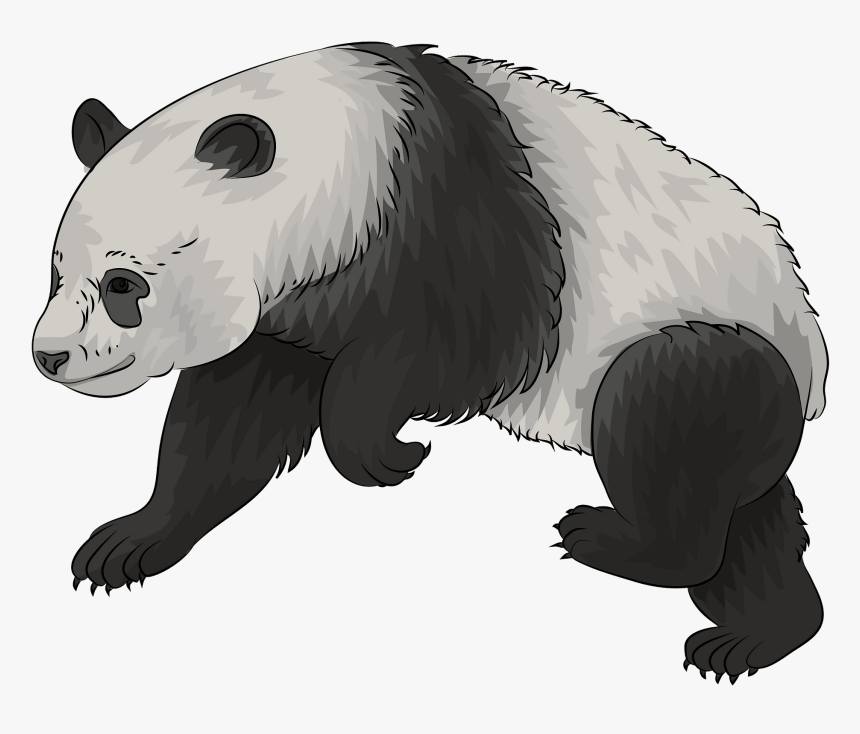 Panda, HD Png Download