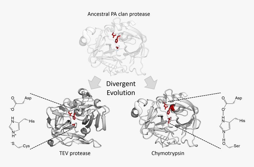 Triad Divergence - Serinas Proteasas Triada Catalitica, HD Png Download