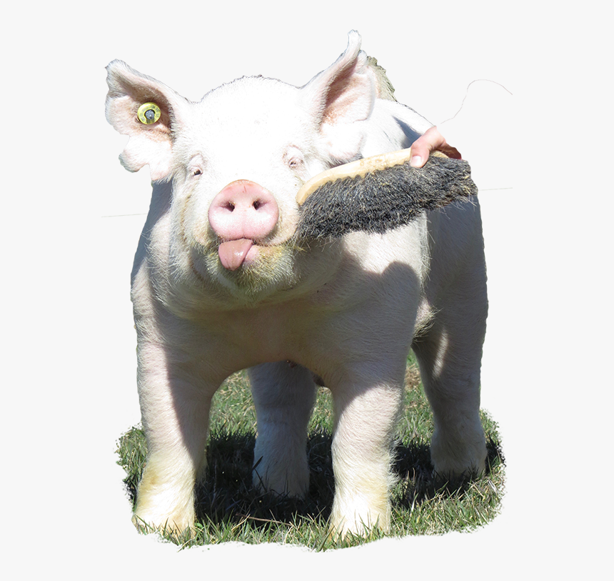 Domestic Pig, HD Png Download