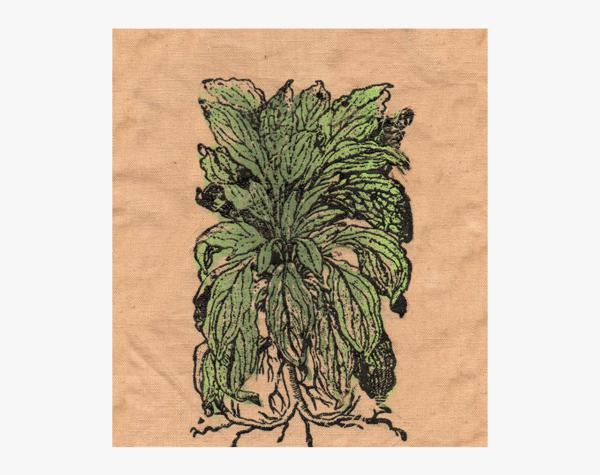 Lambs Ear Patch - Sketch, HD Png Download