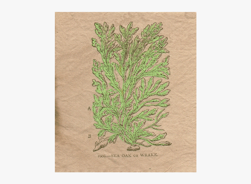 Patch-one - Thuya, HD Png Download