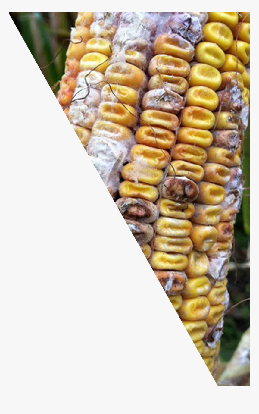 Corn Cob Png -corn Kernels , Png Download, Transparent - Corn Kernels, Png Download