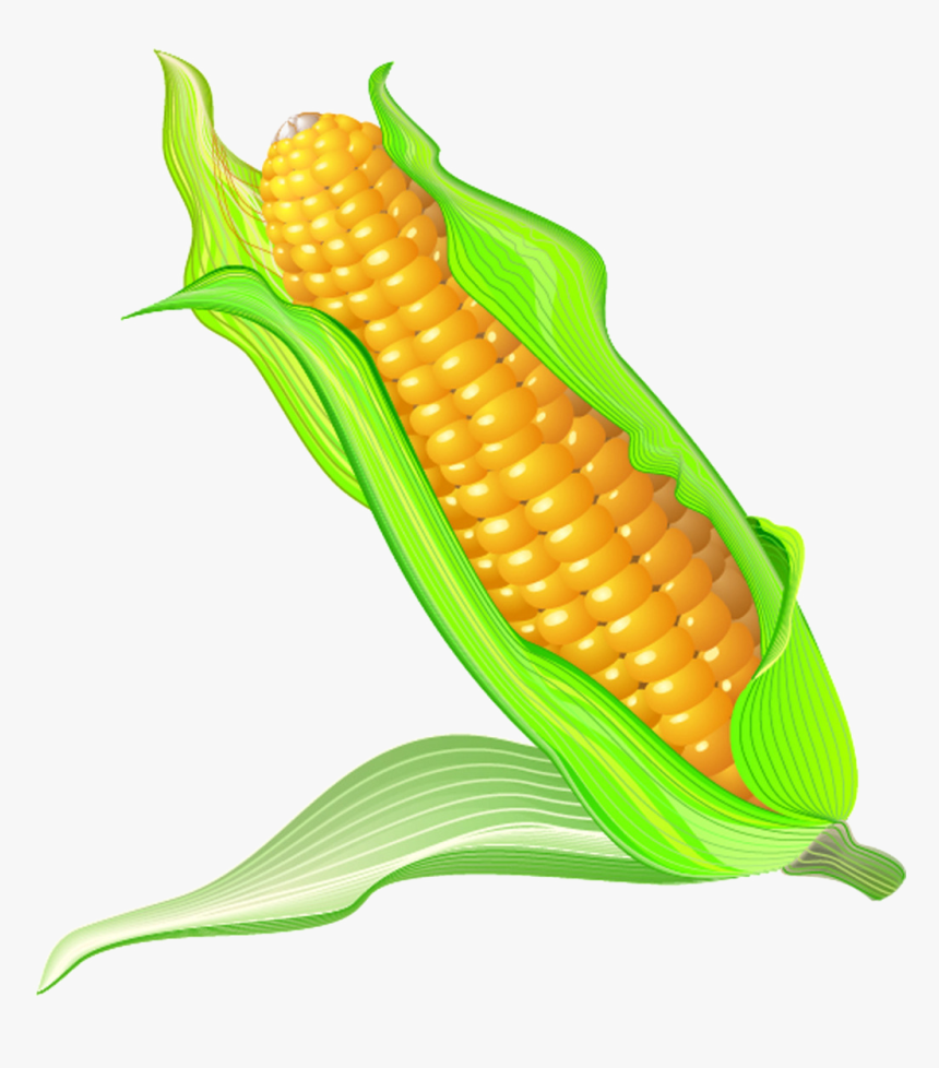 On The Cob Cartoon Transprent Png Free - Maize Cartoon, Transparent Png