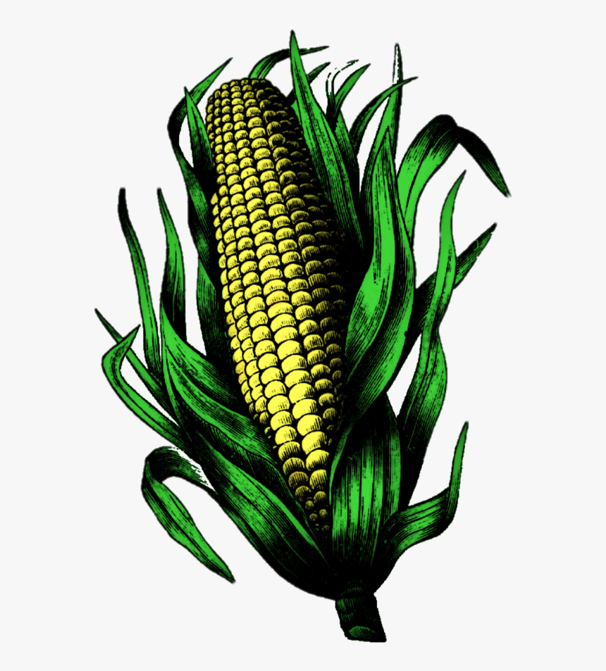 #corn #cornonthecob #corncob #earofcorn - Corn Kernels, HD Png Download