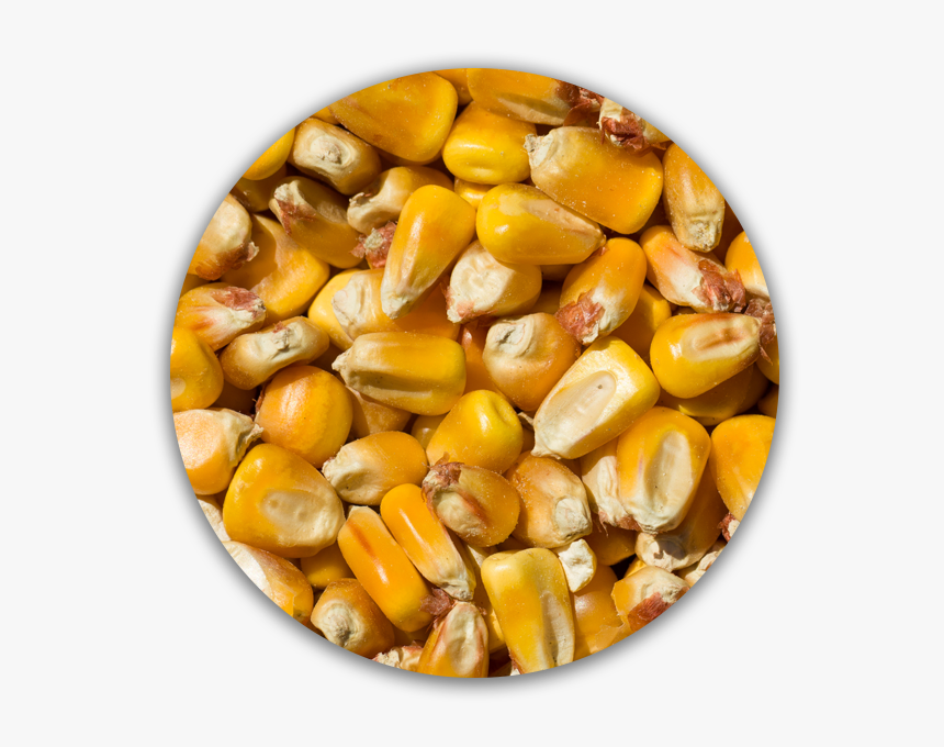 Transparent Corn Cob Png - Corn Kernels, Png Download