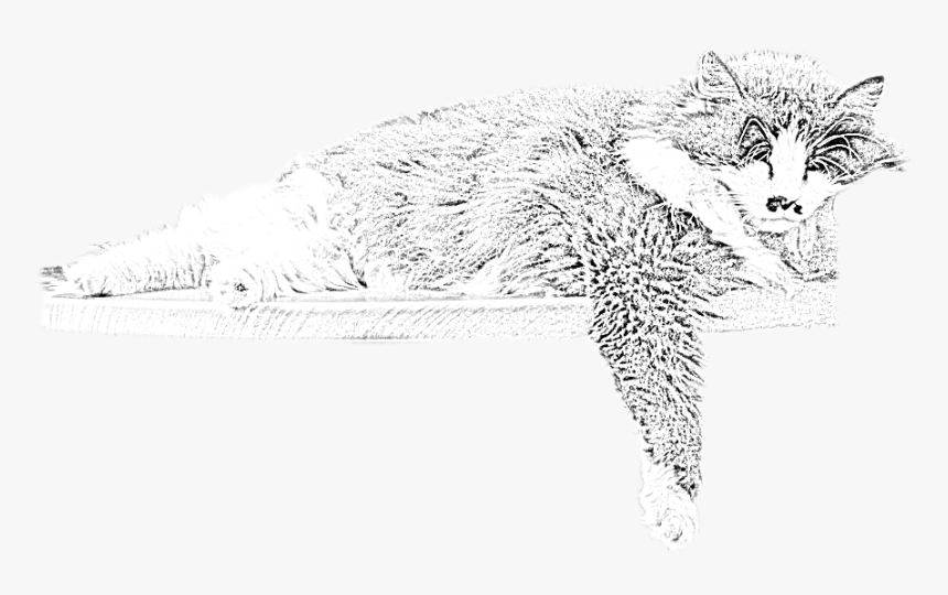 Whitecat Logo - Sketch, HD Png Download