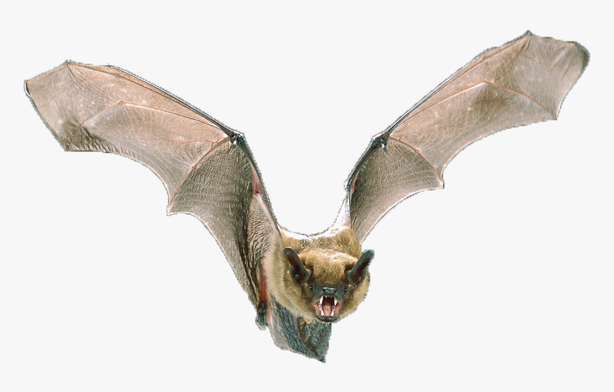 Big Brown Bat - Opinion About Bats, HD Png Download
