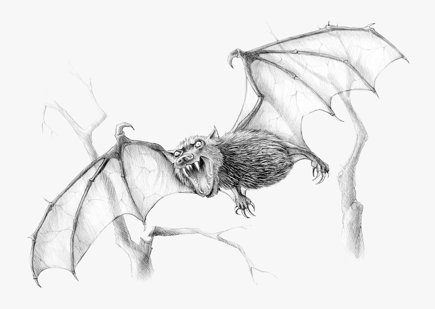 Sketch, HD Png Download